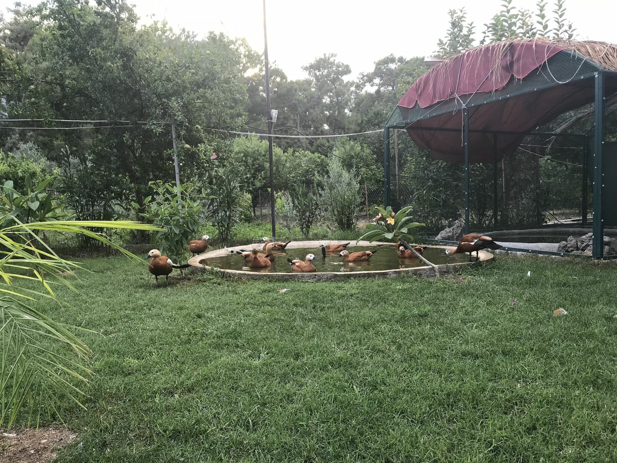 Camyuva Motel Kemer Eksteriør billede
